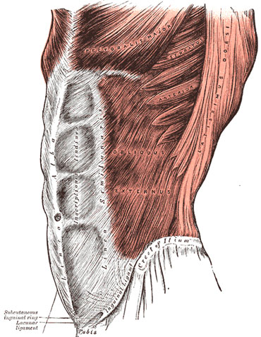 Brzuch Grays_Anatomy