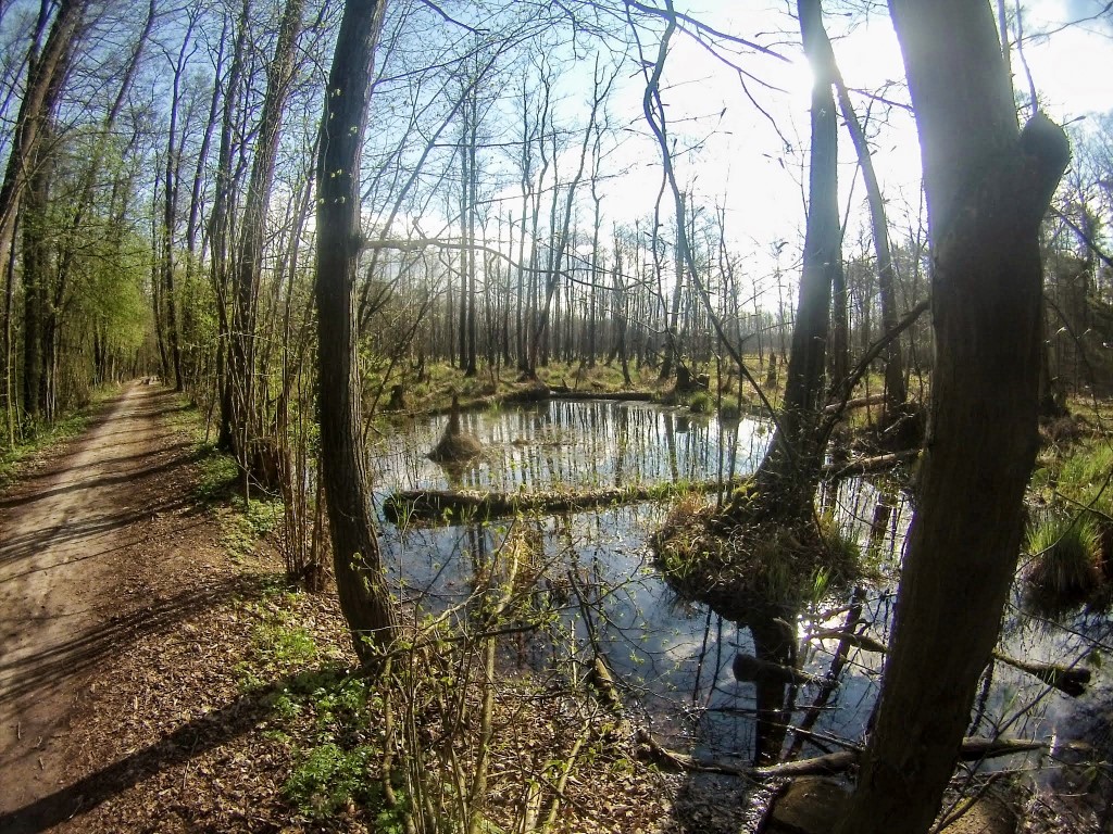 DCIM100GOPRO