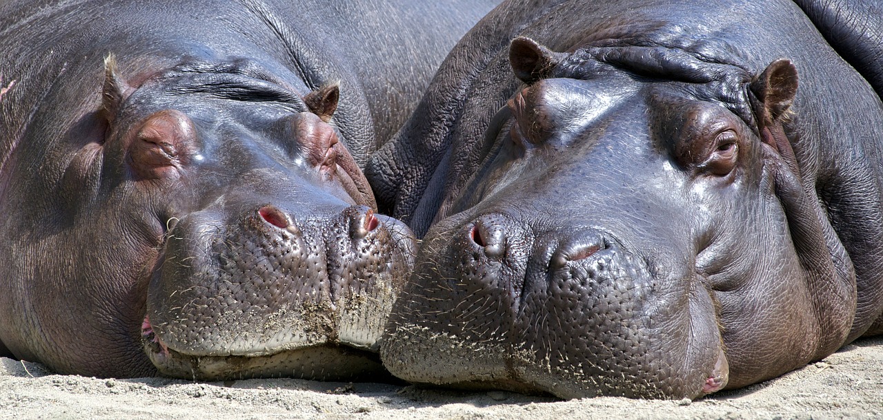 hippo-783522_1280
